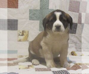 Saint Bernard Puppy for sale in MARIETTA, PA, USA