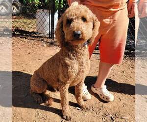 Father of the Goldendoodle-Poodle (Standard) Mix puppies born on 01/21/2023