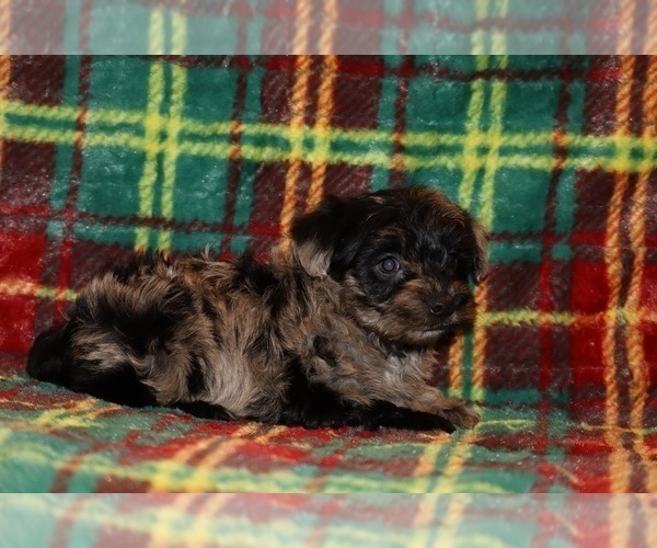 Medium Photo #2 Yorkiepoo mix (+ Poodle Toy) Puppy For Sale in DYERSBURG, TN, USA