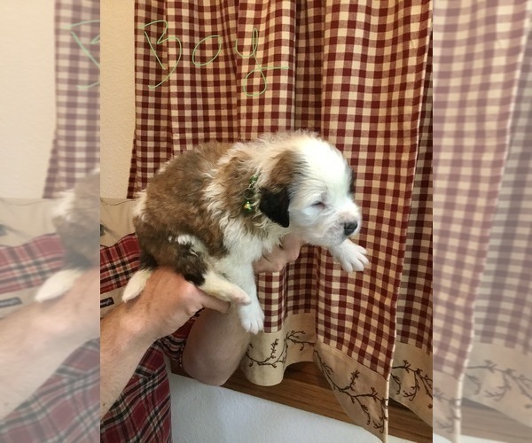 Medium Photo #3 Saint Bernard Puppy For Sale in SPRINGVILLE, CA, USA