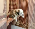 Small Photo #3 Saint Bernard Puppy For Sale in SPRINGVILLE, CA, USA