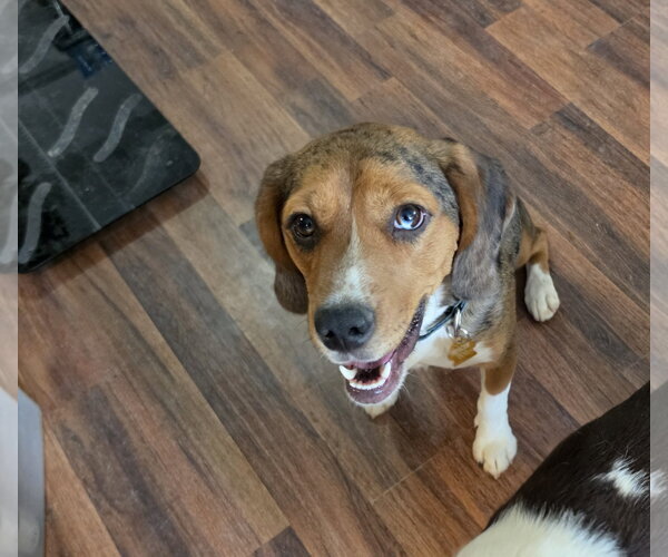 Medium Photo #4 Beagle-Unknown Mix Puppy For Sale in Las Vegas, NV, USA