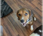 Small #3 Beagle Mix
