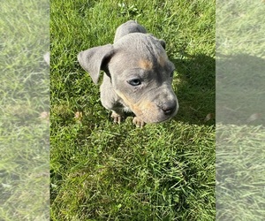 American Bully Puppy for Sale in WORCESTER, Massachusetts USA