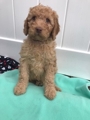 Labradoodle Puppy for sale in LONDONDERRY, NH, USA