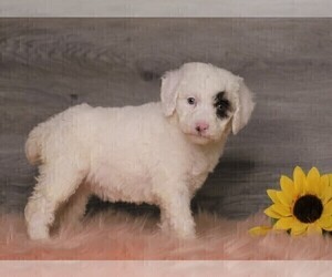 Poodle (Standard) Puppy for sale in FREDERICKSBG, OH, USA