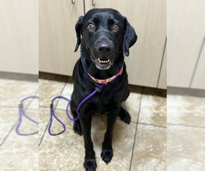 Mother of the Labradoodle puppies born on 02/04/2026