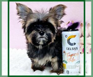 Morkie Puppy for sale in TAYLOR, TX, USA