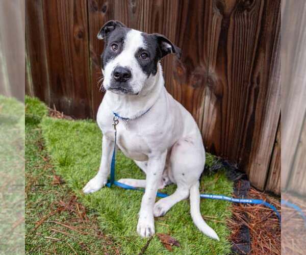 Medium Photo #6 Lab-Pointer Puppy For Sale in Kennesaw, GA, USA