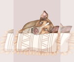 Small #1 Mutt