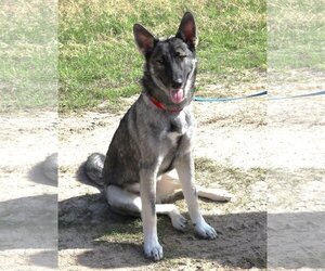 German Shepherd Dog-Unknown Mix Dogs for adoption in Bandera, TX, USA