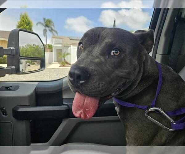 Medium Photo #1 American Pit Bull Terrier Puppy For Sale in Rancho Cucamonga, CA, USA
