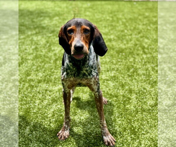 Medium Photo #2 Bluetick Coonhound-Unknown Mix Puppy For Sale in Hilton Head, SC, USA