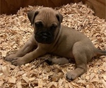 Puppy 13 Bullmastiff