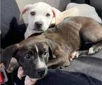 Small Photo #3 American Pit Bull Terrier Puppy For Sale in FORT VALLEY, GA, USA