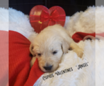 Small Photo #10 English Cream Golden Retriever Puppy For Sale in BEREA, KY, USA
