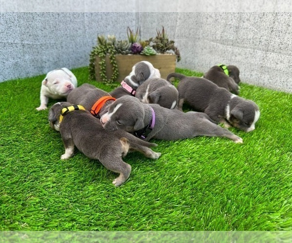 Medium Photo #13 American Bully Puppy For Sale in BAKERSFIELD, CA, USA