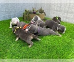 Small #12 American Bully