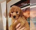 Puppy Chief Goldendoodle