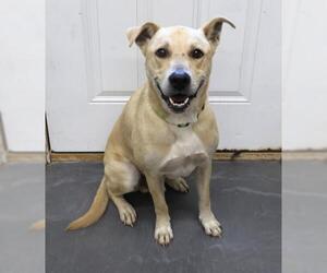 Mutt Dogs for adoption in Thief River Falls, MN, USA