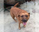 Small Black Mouth Cur