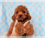 Small Cavalier King Charles Spaniel-Poodle (Toy) Mix