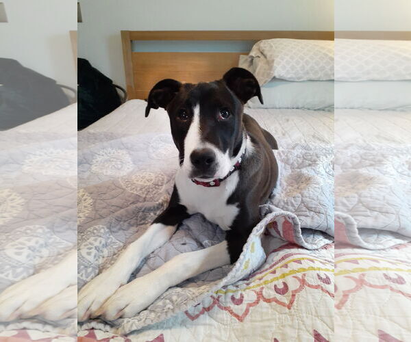 Medium Photo #1 American Pit Bull Terrier-Unknown Mix Puppy For Sale in Binghamton, NY, USA