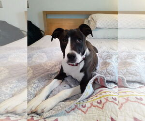 American Pit Bull Terrier-Unknown Mix Dogs for adoption in Binghamton, NY, USA