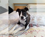 Small American Pit Bull Terrier Mix