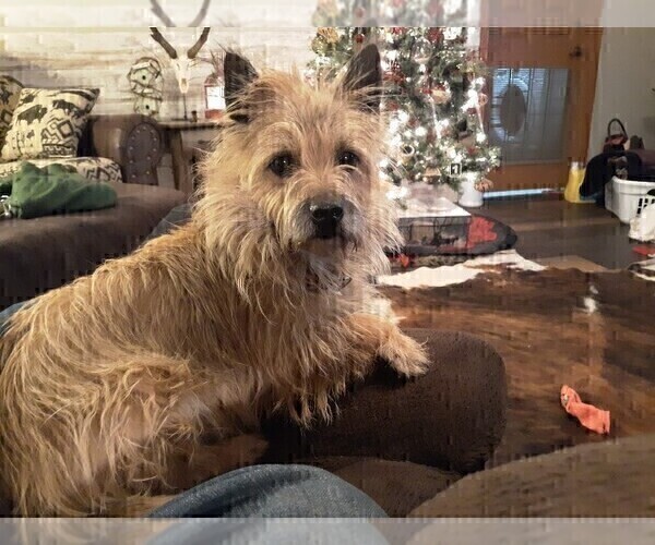 Medium Photo #9 Cairn Terrier Puppy For Sale in WHITEWOOD, SD, USA