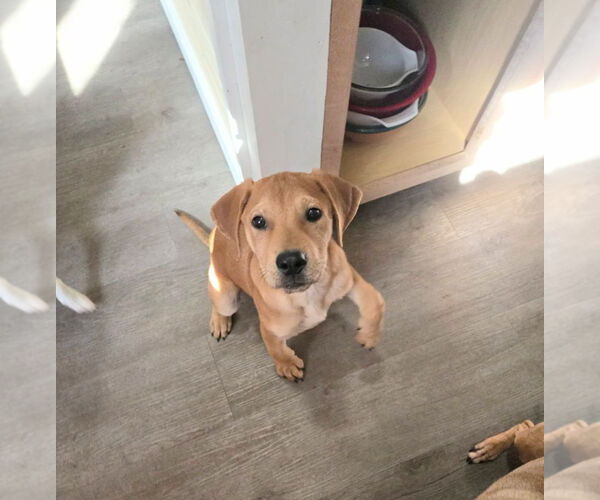 Medium Photo #1 Labrador Retriever Puppy For Sale in Holly Springs, NC, USA