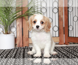 Cavapoo Puppy for sale in NAPLES, FL, USA