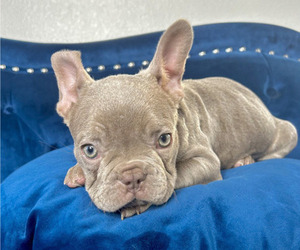 French Bulldog Puppy for sale in NORFOLK, VA, USA