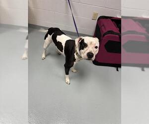 American Pit Bull Terrier-Unknown Mix Dogs for adoption in St. Cloud, FL, USA