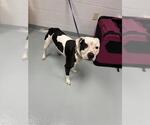 Small American Pit Bull Terrier Mix