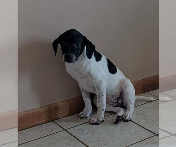 Medium Photo #1 Labrador Retriever-Unknown Mix Puppy For Sale in Crystal, MN, USA