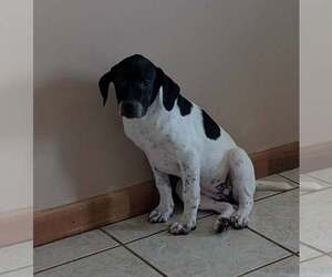 Labrador Retriever-Unknown Mix Dogs for adoption in Crystal, MN, USA