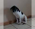 Small Labrador Retriever Mix