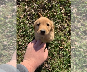 Golden Retriever Puppy for sale in PLEASANT PLAIN, OH, USA