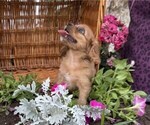 Small #1 Cavalier King Charles Spaniel
