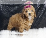 Puppy Avery AKC Schnoodle (Miniature)
