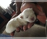 Small #9 Maltese