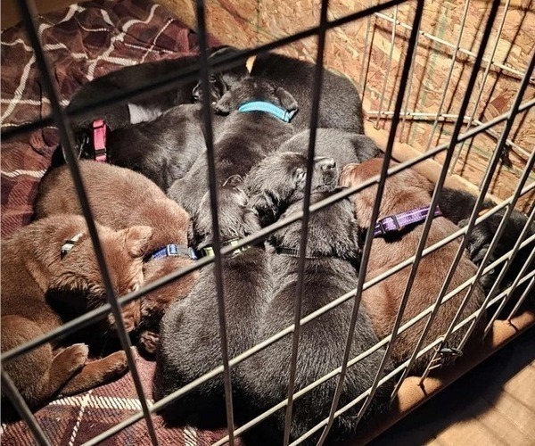 Medium Photo #1 Labrador Retriever Puppy For Sale in Gagetown, MI, USA