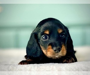 Dachshund Puppy for sale in SILVER CREEK, GA, USA