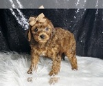Puppy Benjy F1B Cavapoo