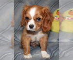 Small #1 Cavalier King Charles Spaniel