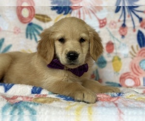 Golden Retriever Puppy for sale in LANCASTER, PA, USA