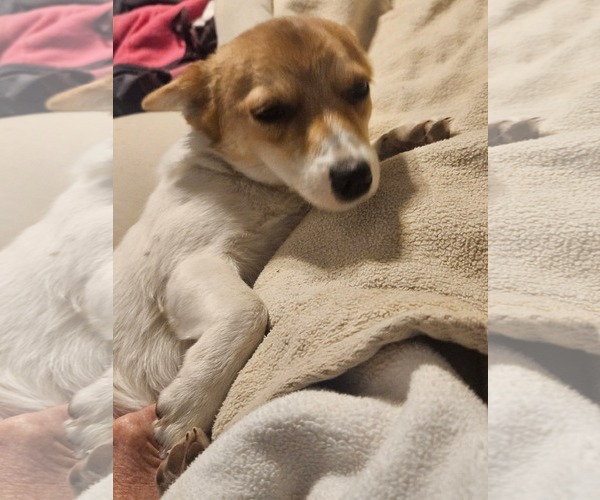 Medium Photo #4 Chihuahua-Unknown Mix Puppy For Sale in Wakefield, RI, USA