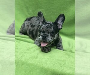 French Bulldog Puppy for sale in PARKLAND, FL, USA