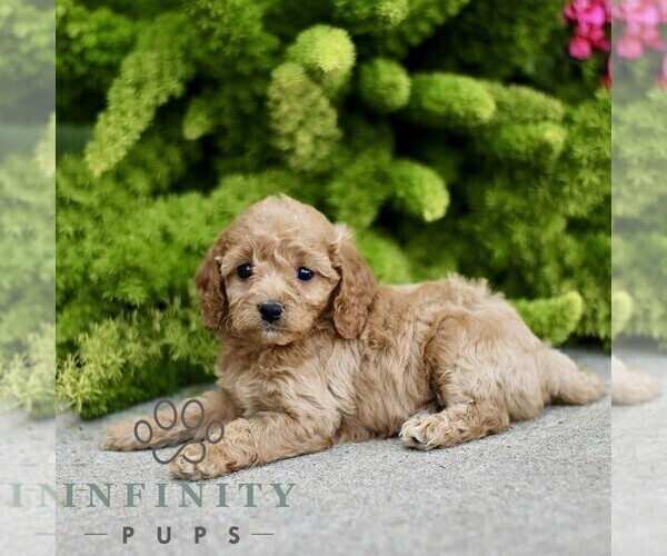 Medium Photo #4 Cavapoo Puppy For Sale in PARADISE, PA, USA